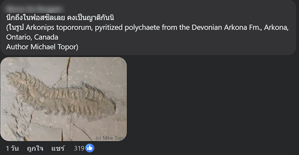 สัตว์ปริศนา ริมหาดกระบี่