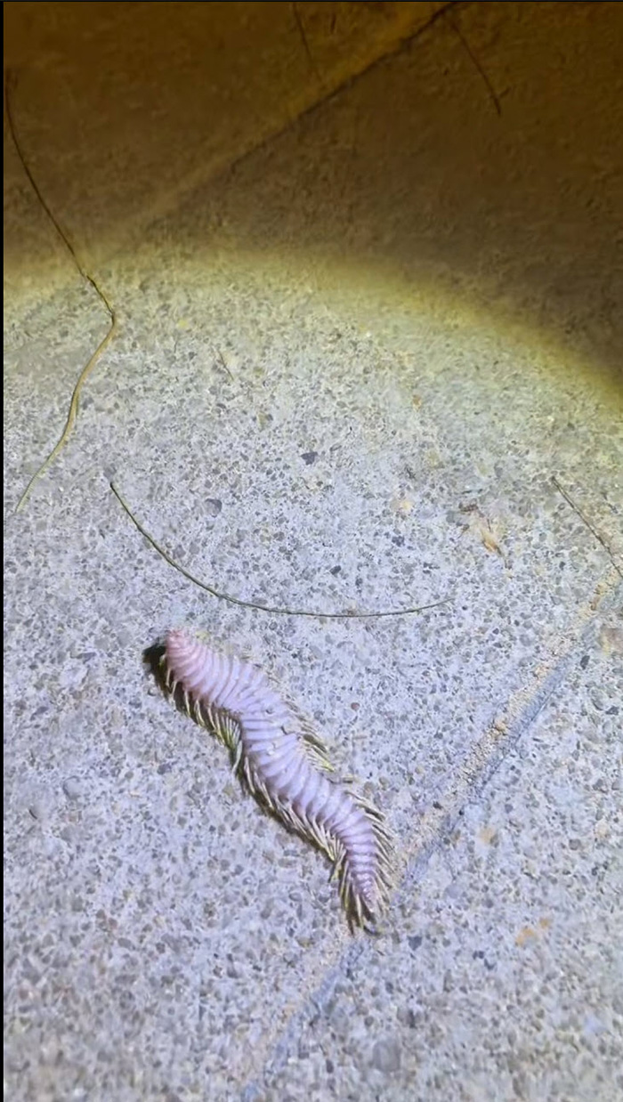 สัตว์ปริศนา ริมหาดกระบี่