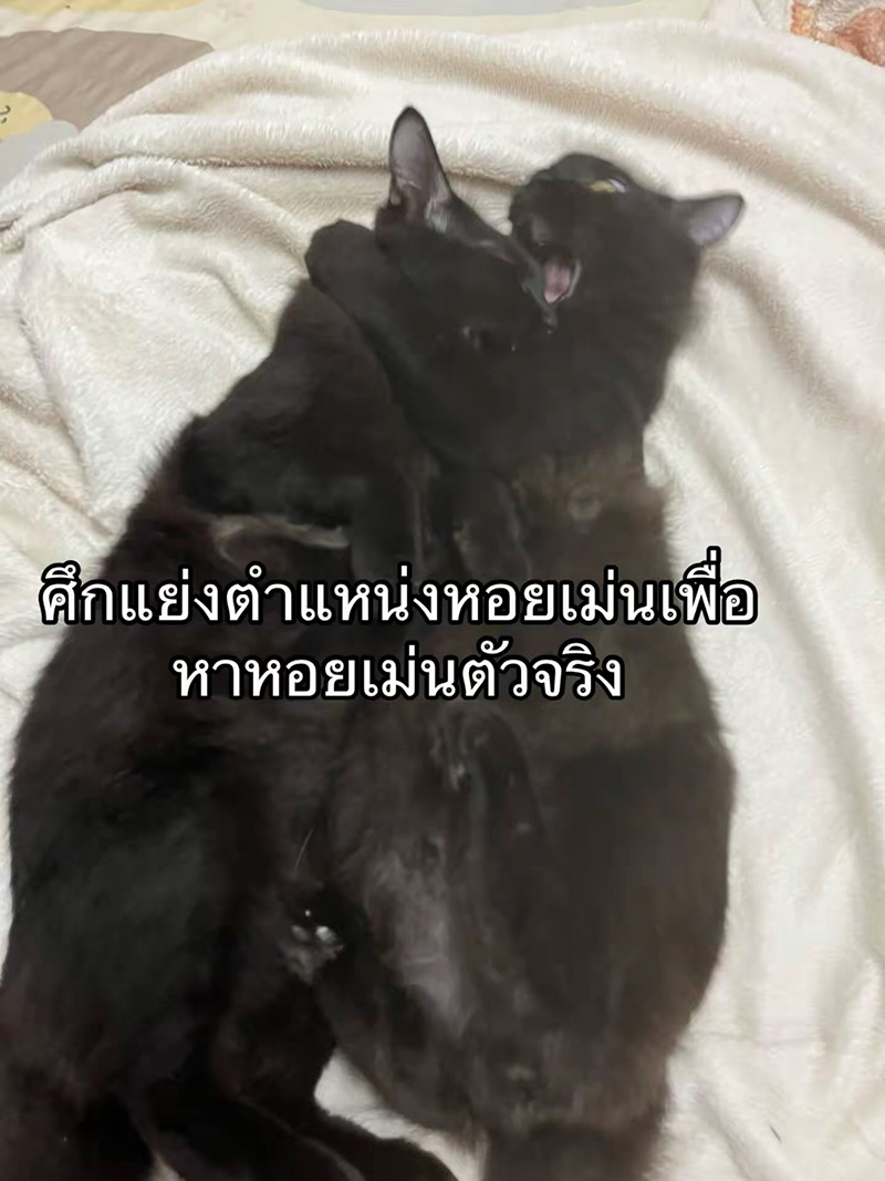 แมวหายจากบ้าน ผ่านไปวันเดียวได้แฝด 3 ตัว