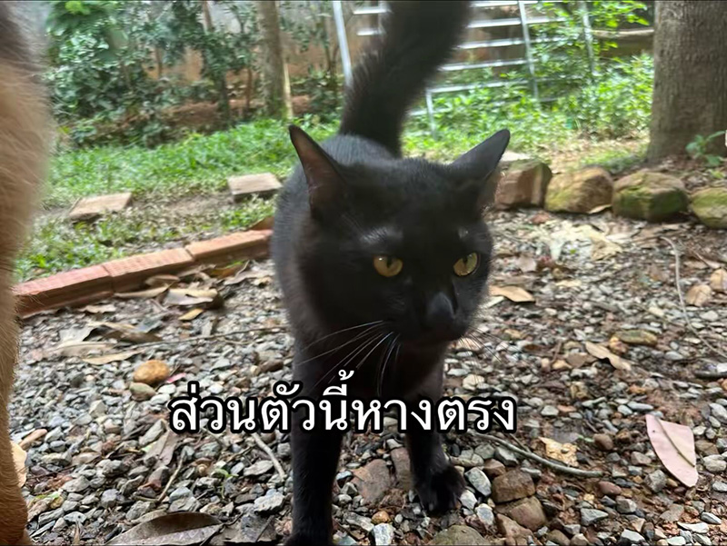 แมวหายจากบ้าน ผ่านไปวันเดียวได้แฝด 3 ตัว