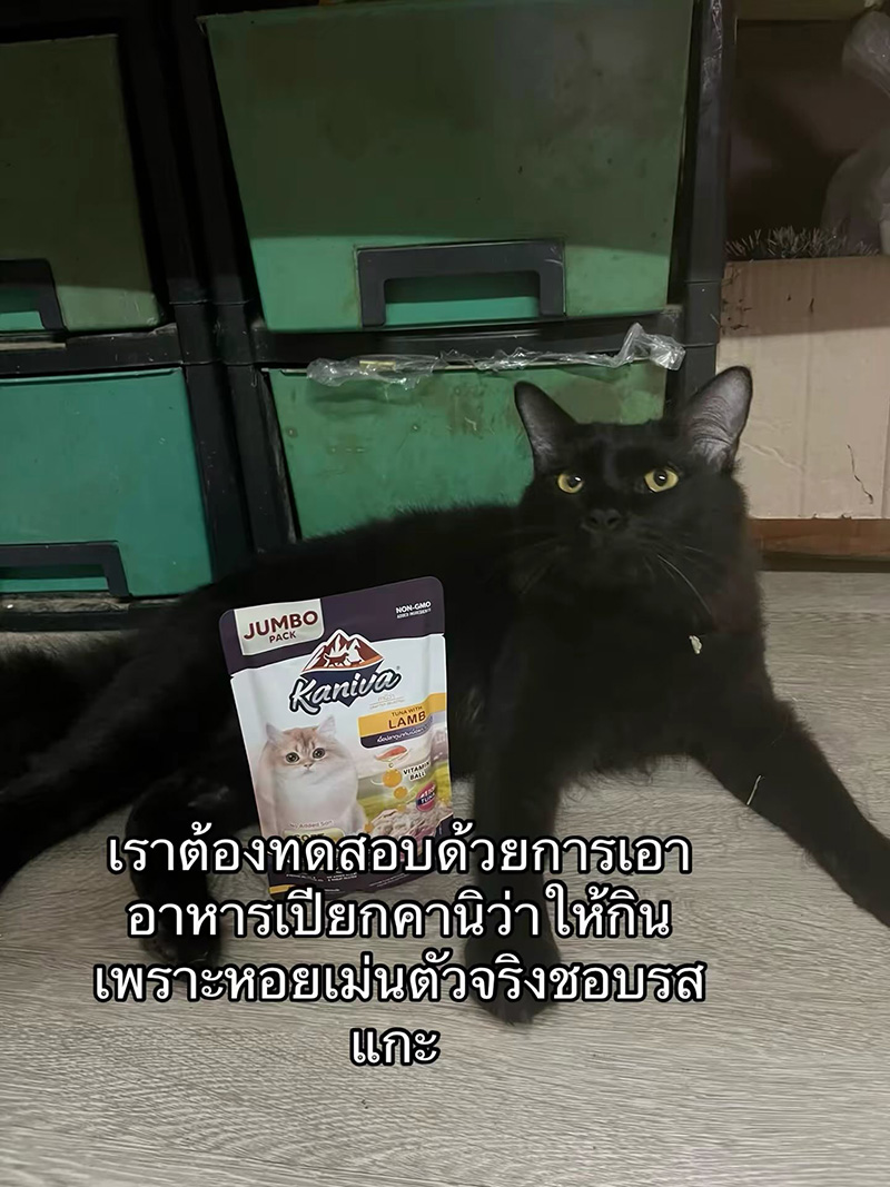 แมวหายจากบ้าน ผ่านไปวันเดียวได้แฝด 3 ตัว