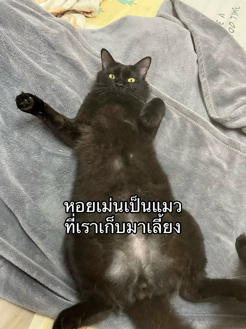 แมวหายจากบ้าน ผ่านไปวันเดียวได้แฝด 3 ตัว