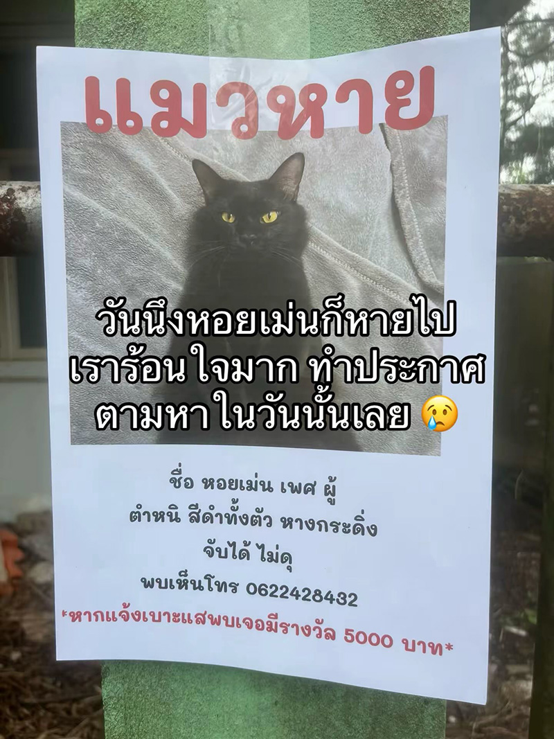 แมวหายจากบ้าน ผ่านไปวันเดียวได้แฝด 3 ตัว