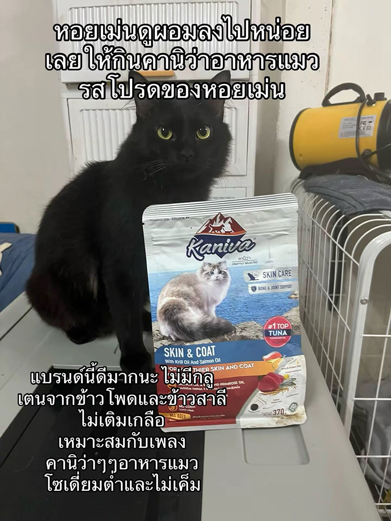 แมวหายจากบ้าน ผ่านไปวันเดียวได้แฝด 3 ตัว