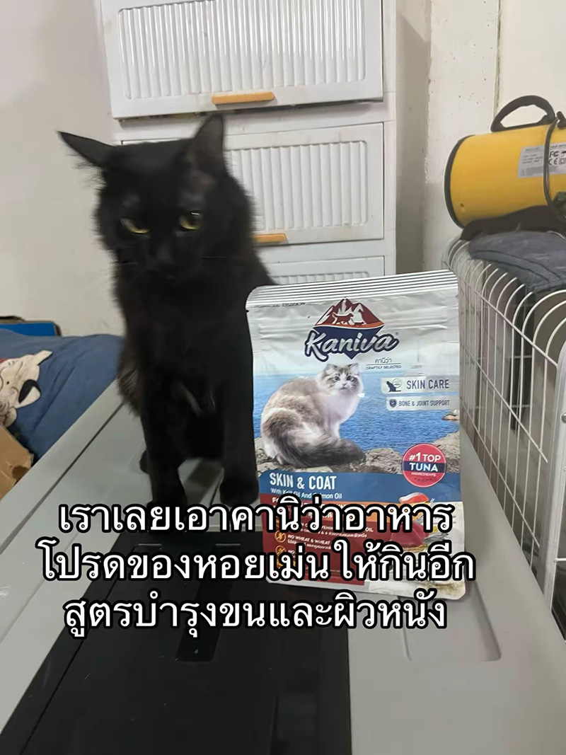 แมวหายจากบ้าน ผ่านไปวันเดียวได้แฝด 3 ตัว