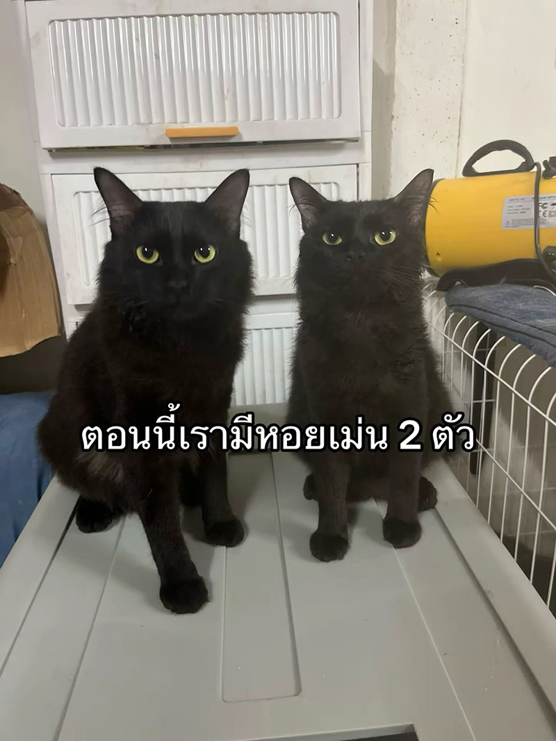 แมวหายจากบ้าน ผ่านไปวันเดียวได้แฝด 3 ตัว
