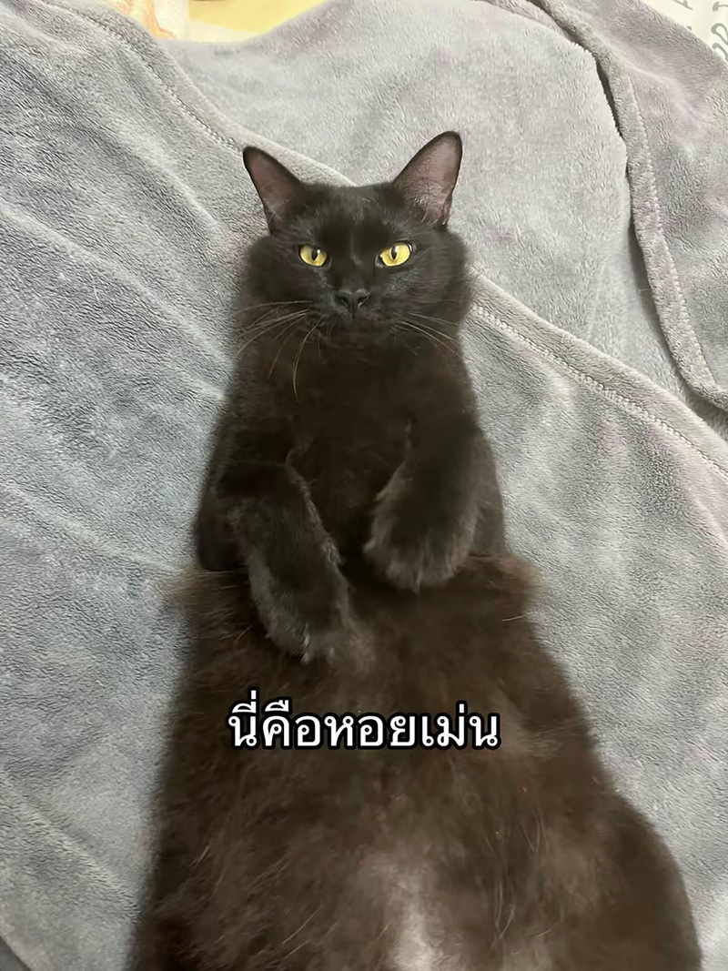 แมวหายจากบ้าน ผ่านไปวันเดียวได้แฝด 3 ตัว