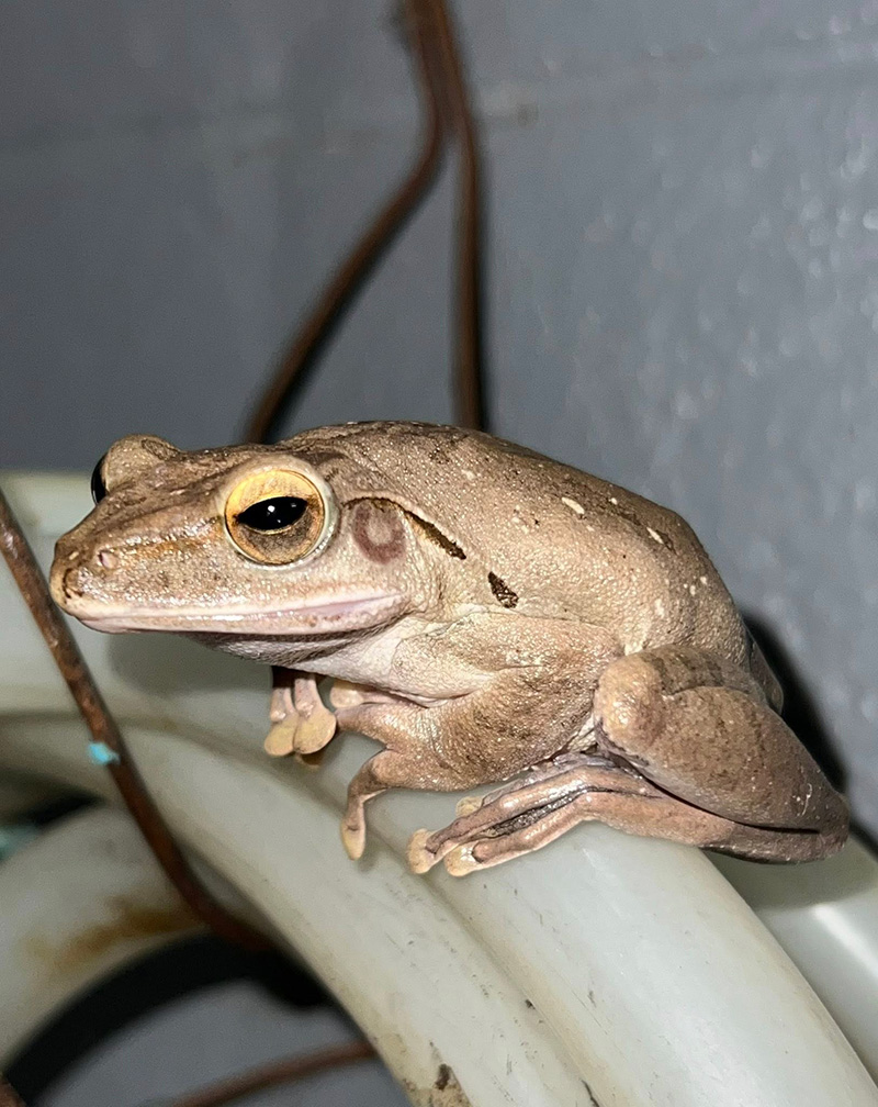 เขียดตะปาด