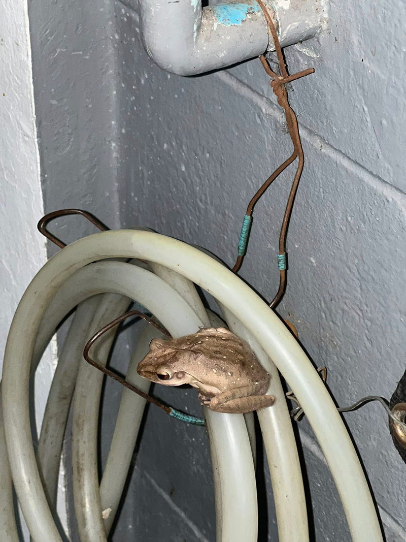 เขียดตะปาด