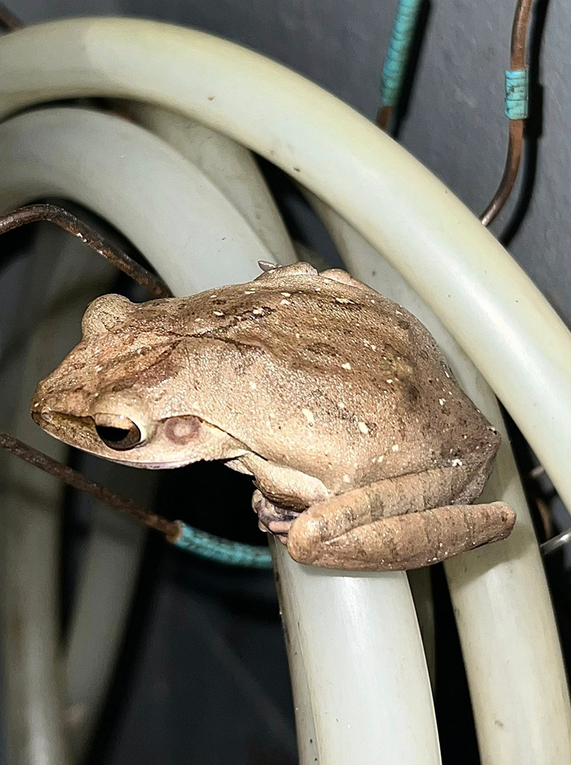 เขียดตะปาด