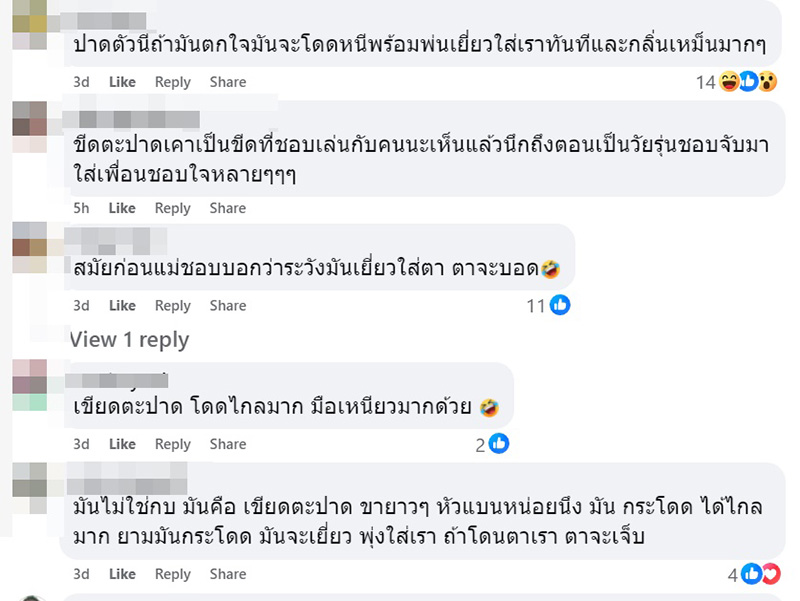 เขียดตะปาด