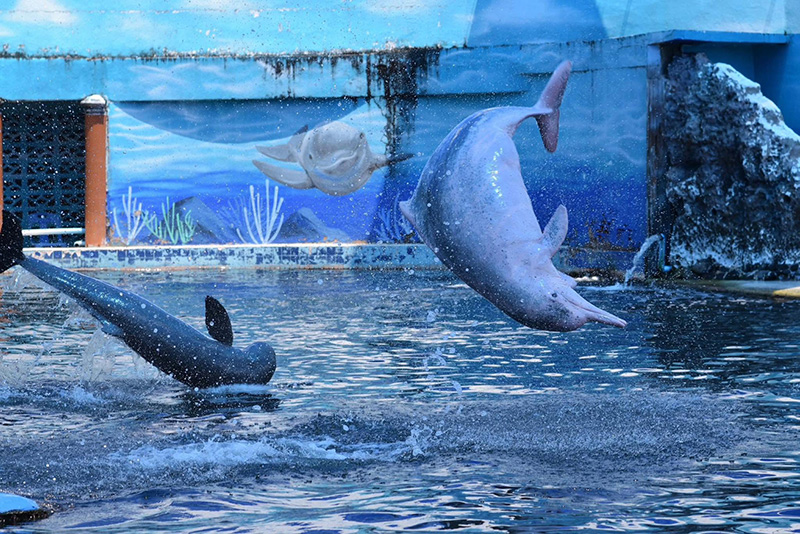 Oasis Sea World