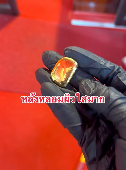 พิราบทองคำ พิราบทองคำ