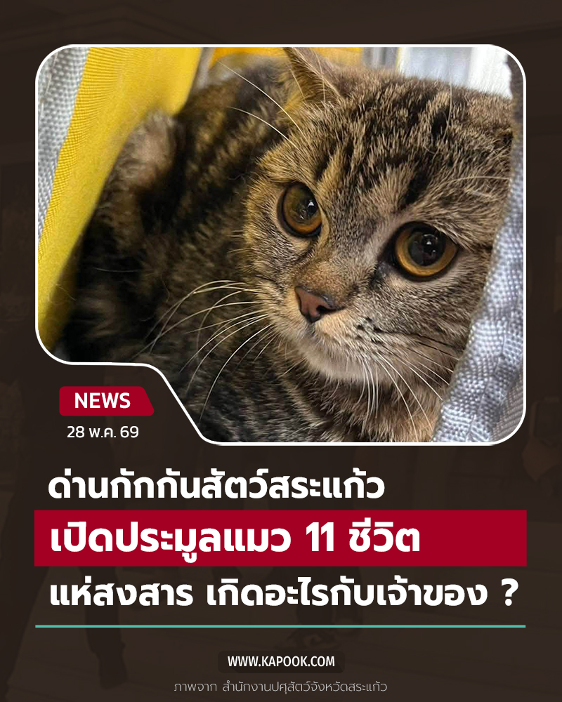 แมวของกลาง