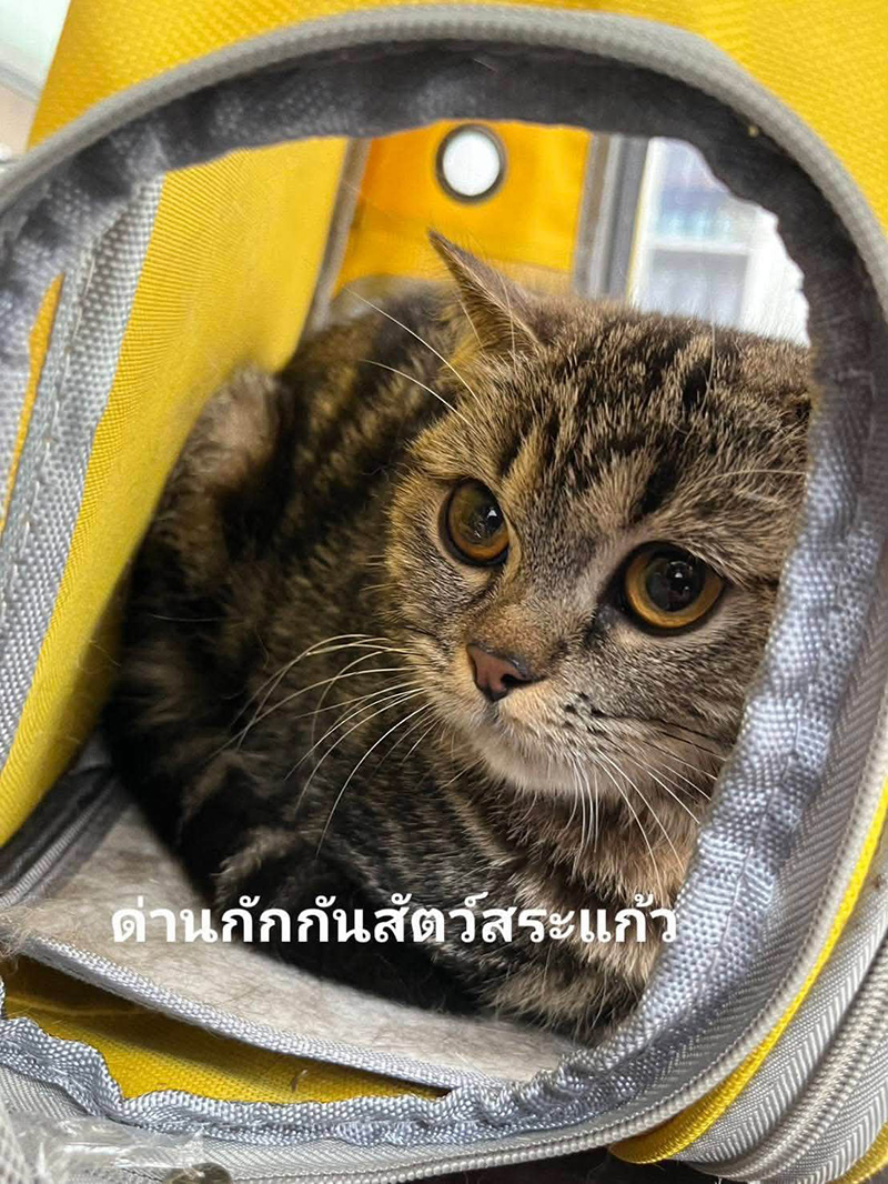 แมวของกลาง