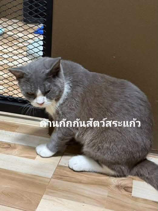 แมวของกลาง