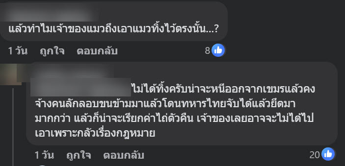 แมวของกลาง