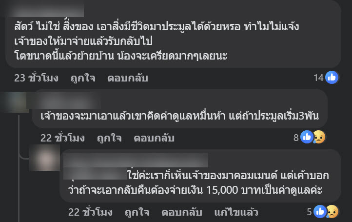 แมวของกลาง