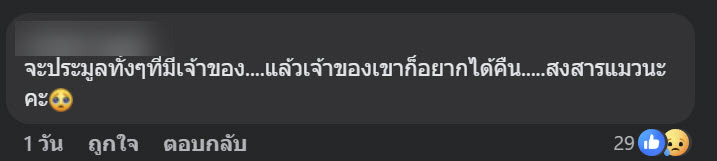 แมวของกลาง