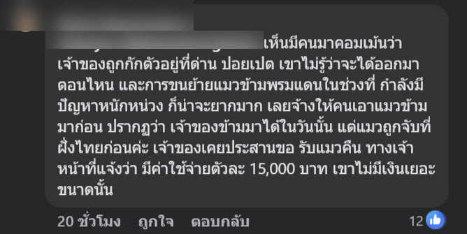 แมวของกลาง