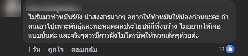 แมวของกลาง