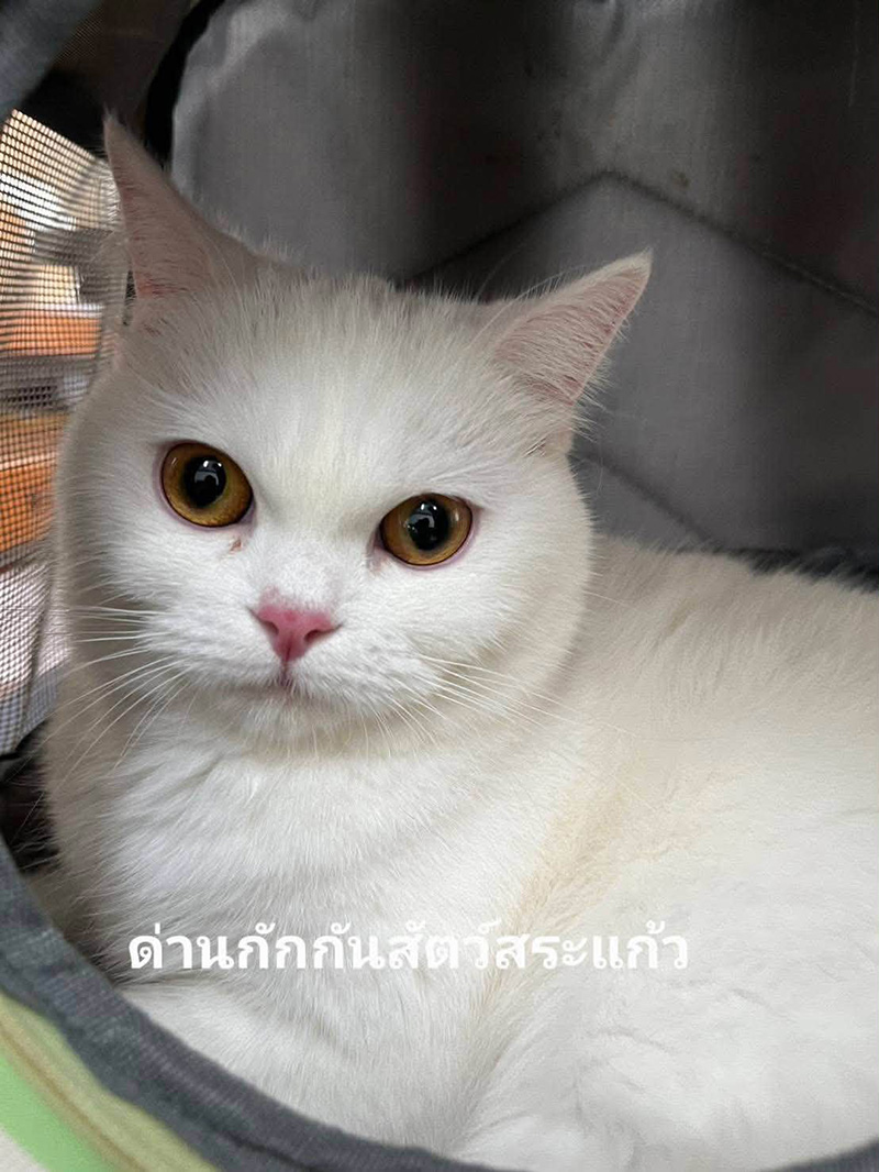 แมวของกลาง