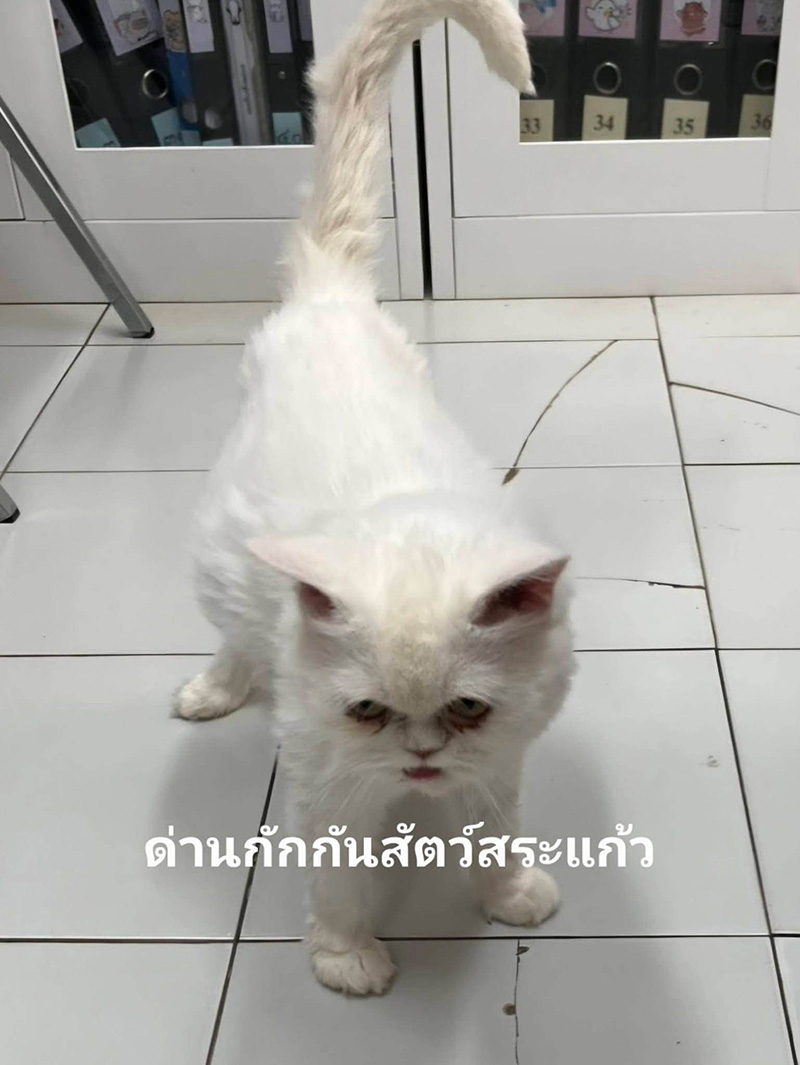 แมวของกลาง