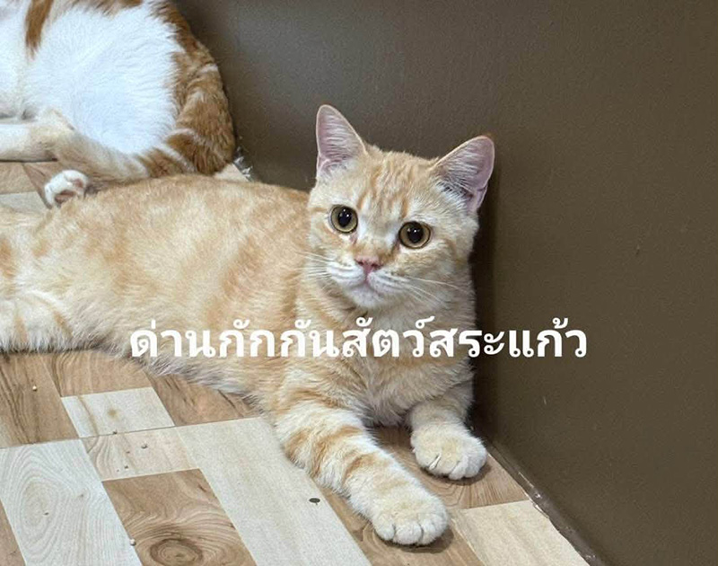 แมวของกลาง