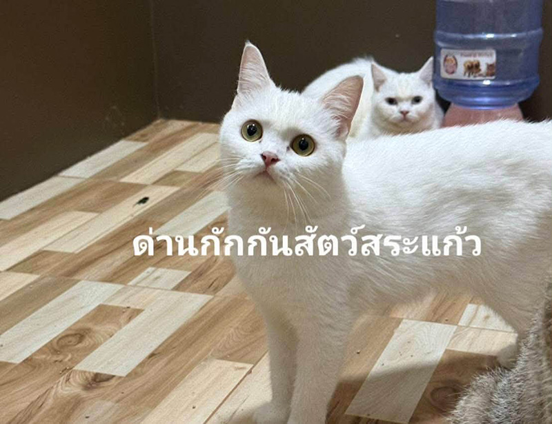 แมวของกลาง