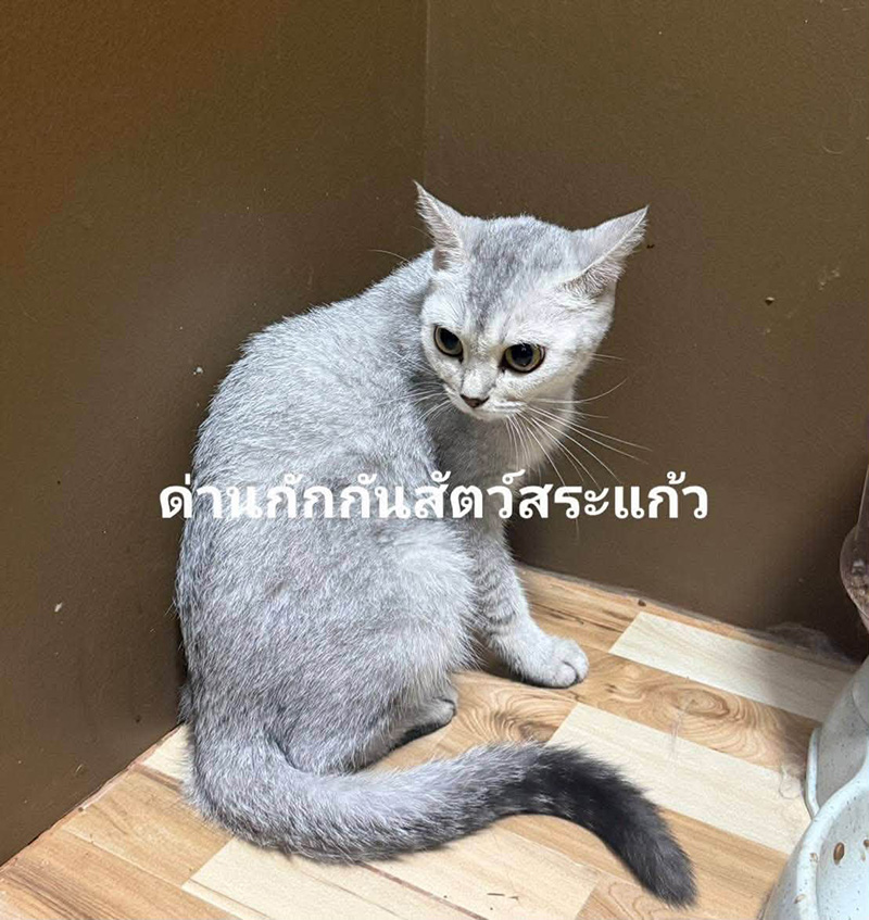 แมวของกลาง