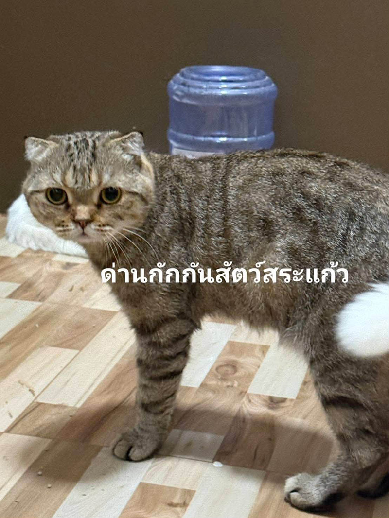 แมวของกลาง