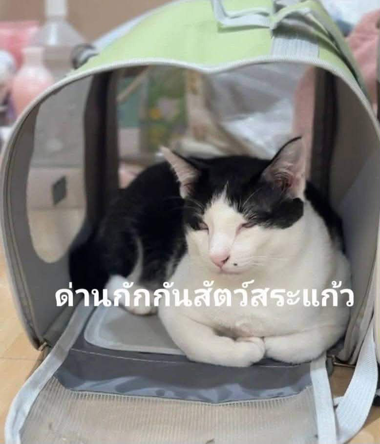 แมวของกลาง