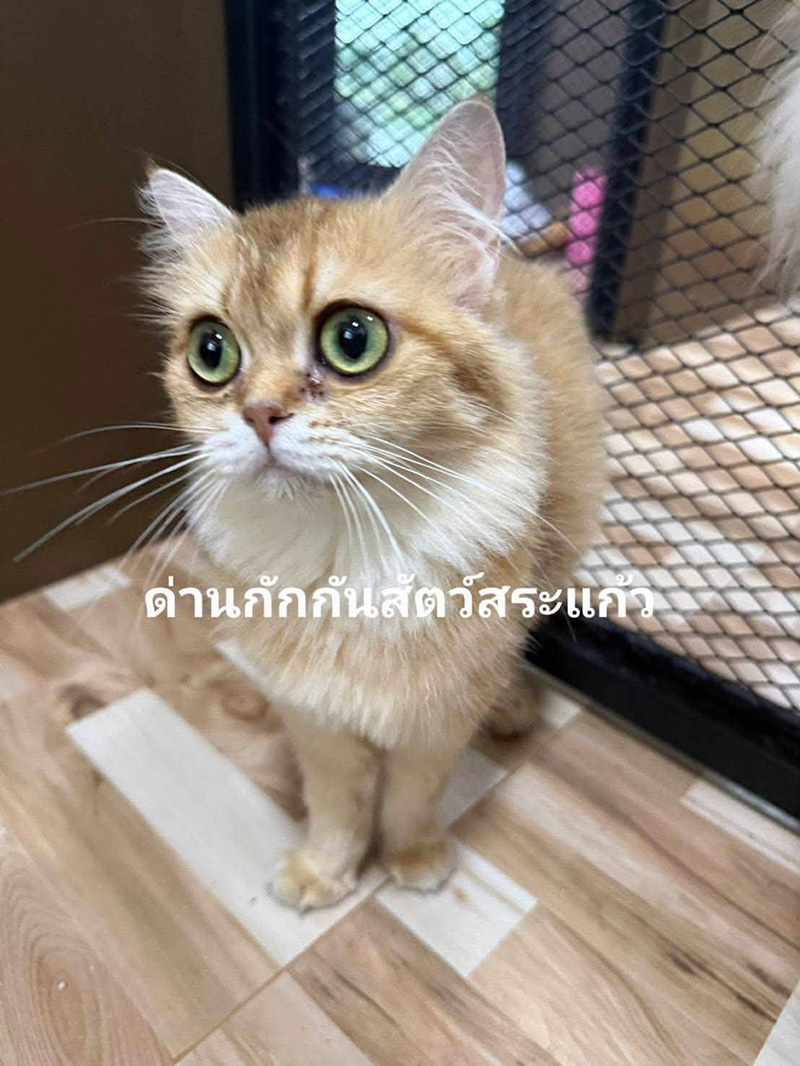 แมวของกลาง