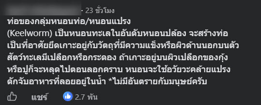 ปูม้า