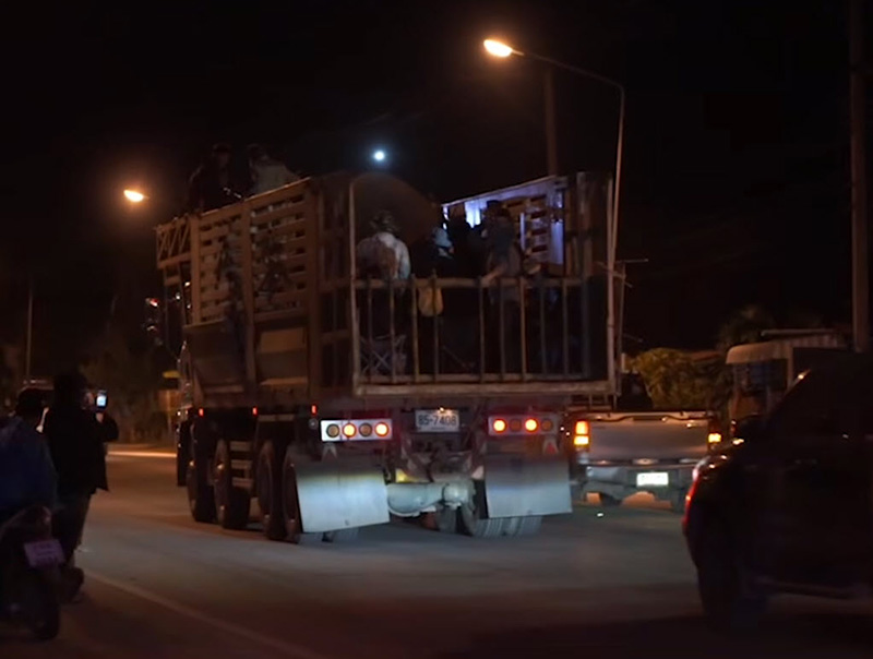  สีดอหูพับ