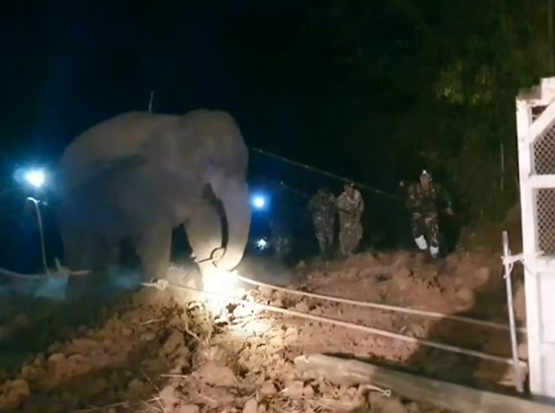  สีดอหูพับ