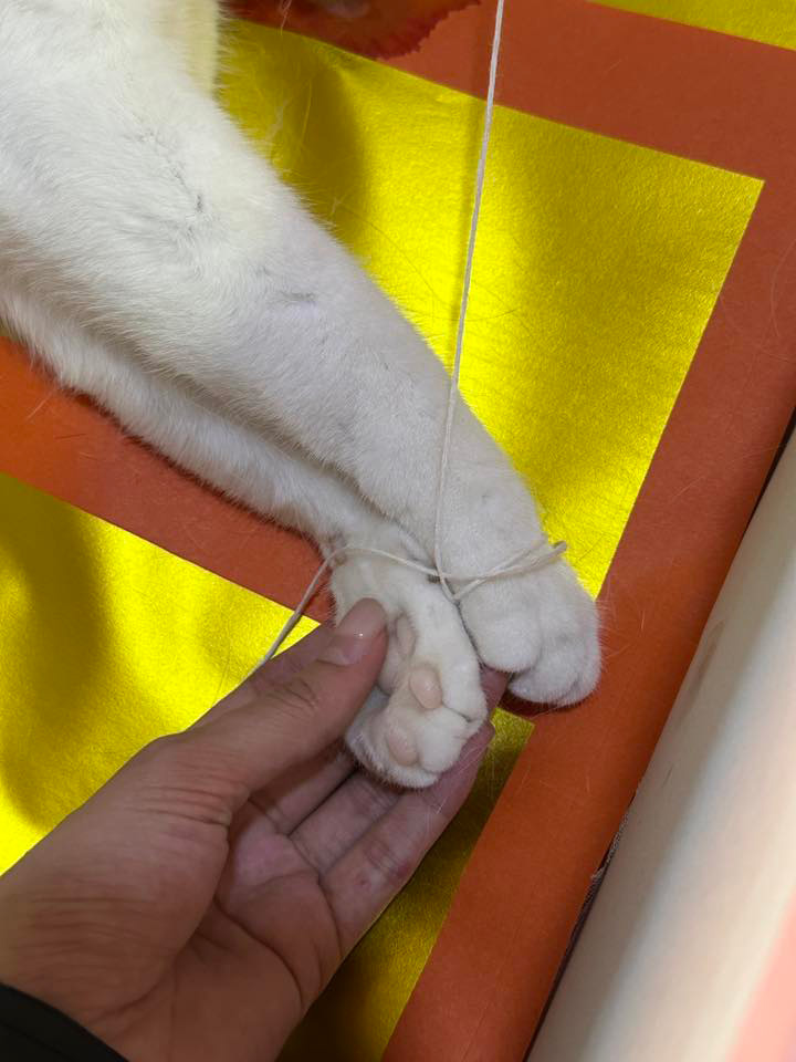 พลอย ไข่ขาว