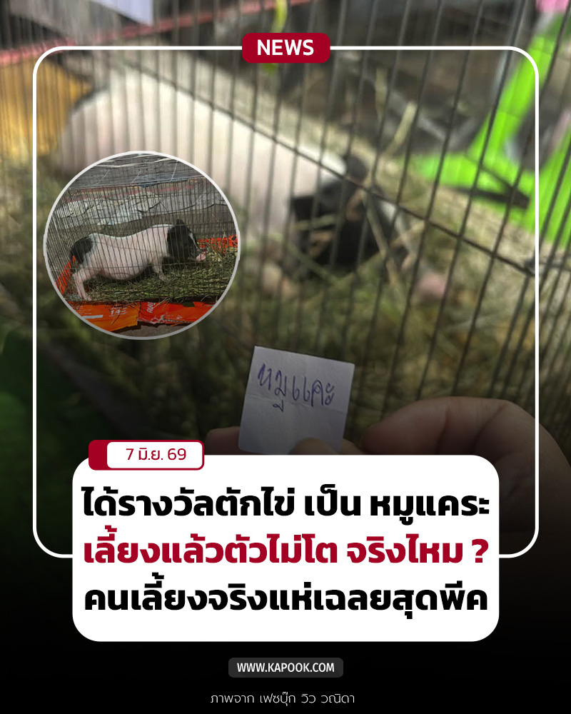 หมูแคระ หมูแคระ