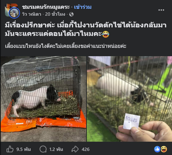 หมูแคระ
