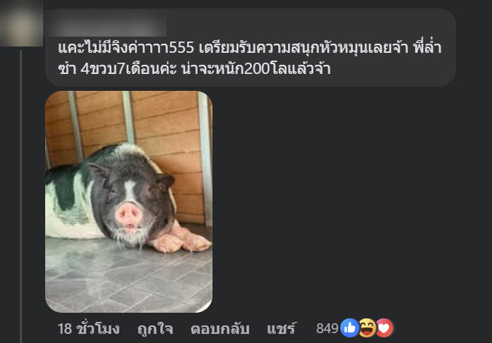 หมูแคระ