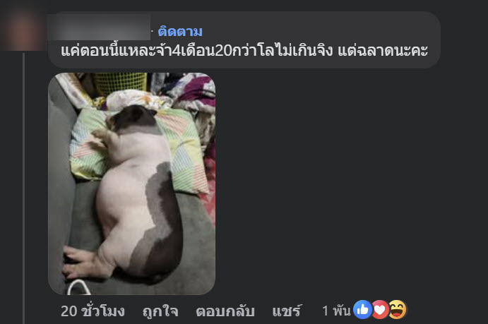 หมูแคระ
