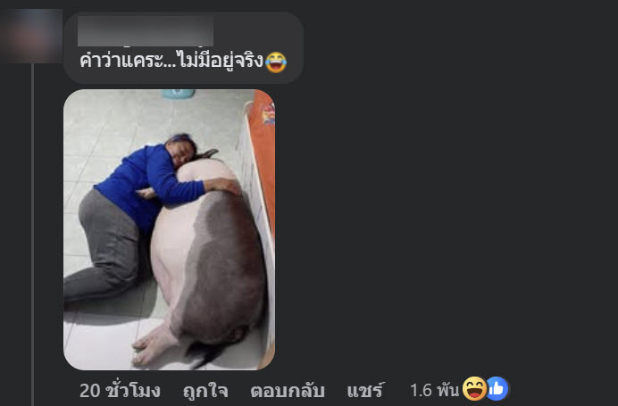 หมูแคระ