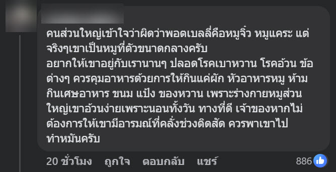 หมูแคระ