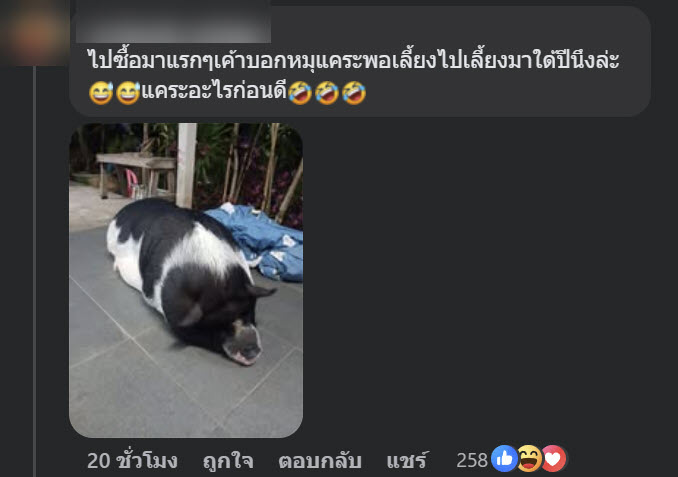 หมูแคระ