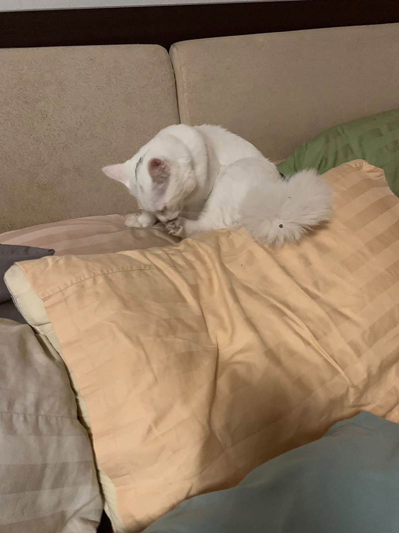 งูรัดแมว