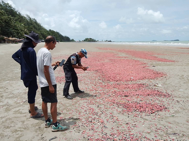 ปลิงสีชมพู เกยหาดระยอง ปลิงสีชมพู เกยหาดระยอง
