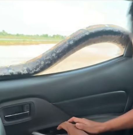 งูหลุด