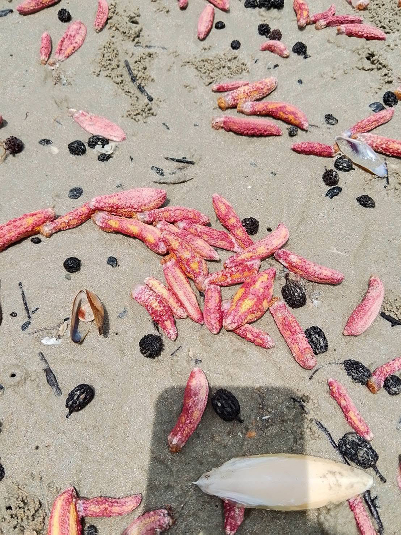 ปลิงสีชมพู เกยหาดระยอง ปลิงสีชมพู เกยหาดระยอง