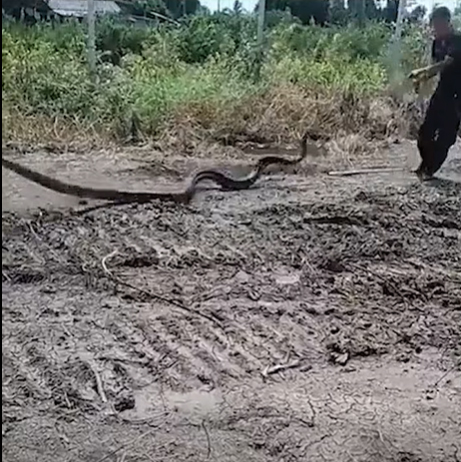 งูหลุด