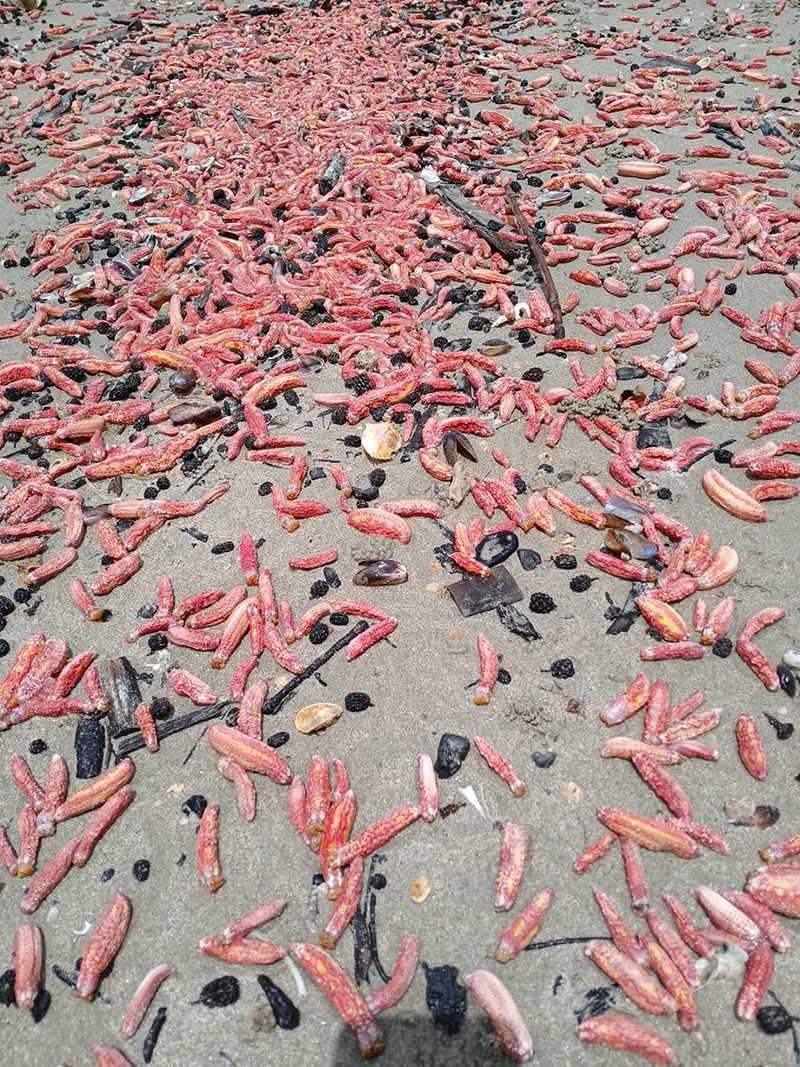 ปลิงสีชมพู เกยหาดระยอง ปลิงสีชมพู เกยหาดระยอง